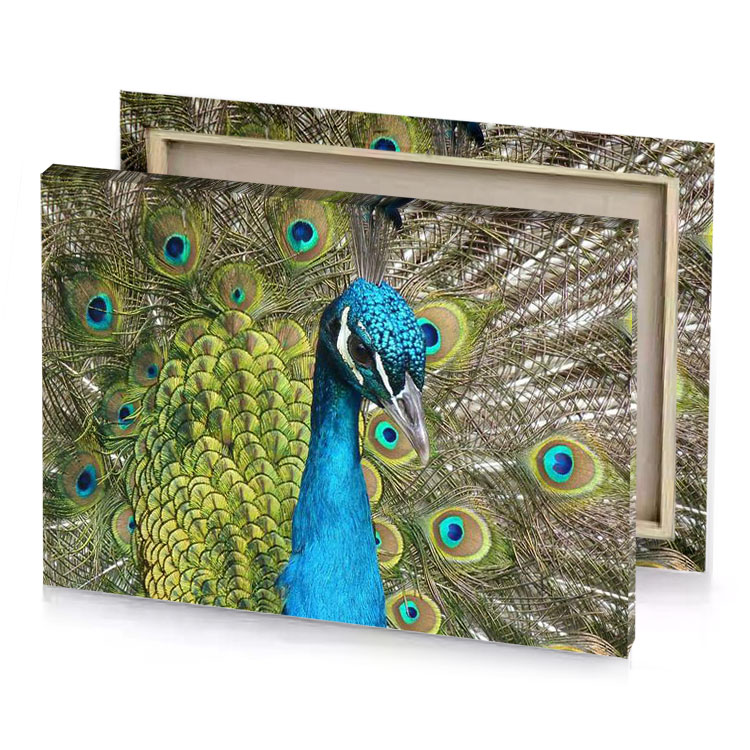 a peacock with its feathers spread out maximum blue canvas
