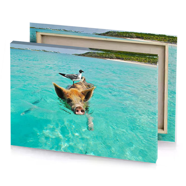 a pig swimming in the ocean medium turquoise canvas
