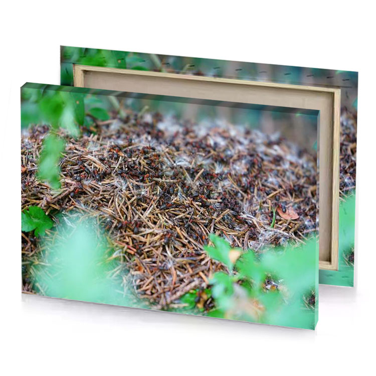 a pile of insects in the woods gray canvas