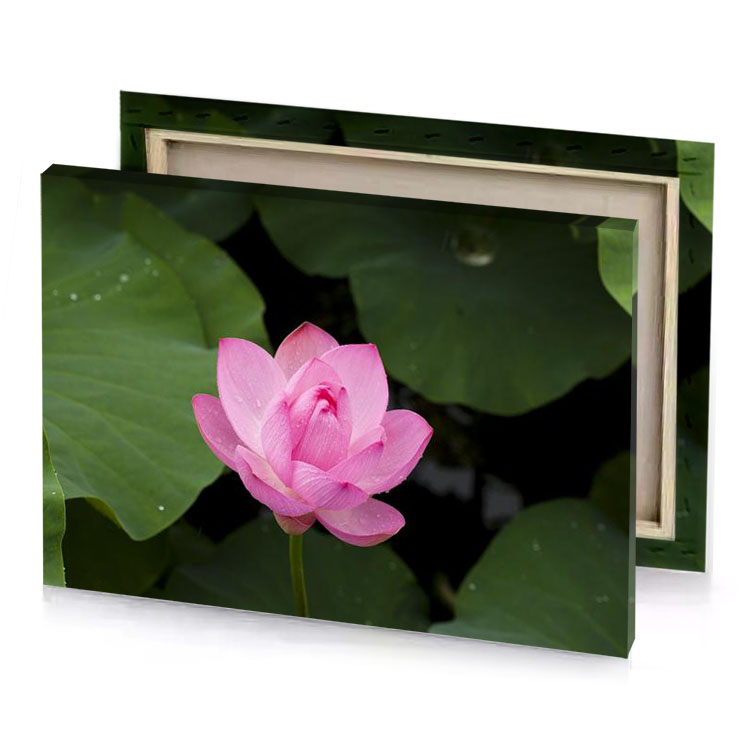 a pink flower with green leaves in the background persian canvas