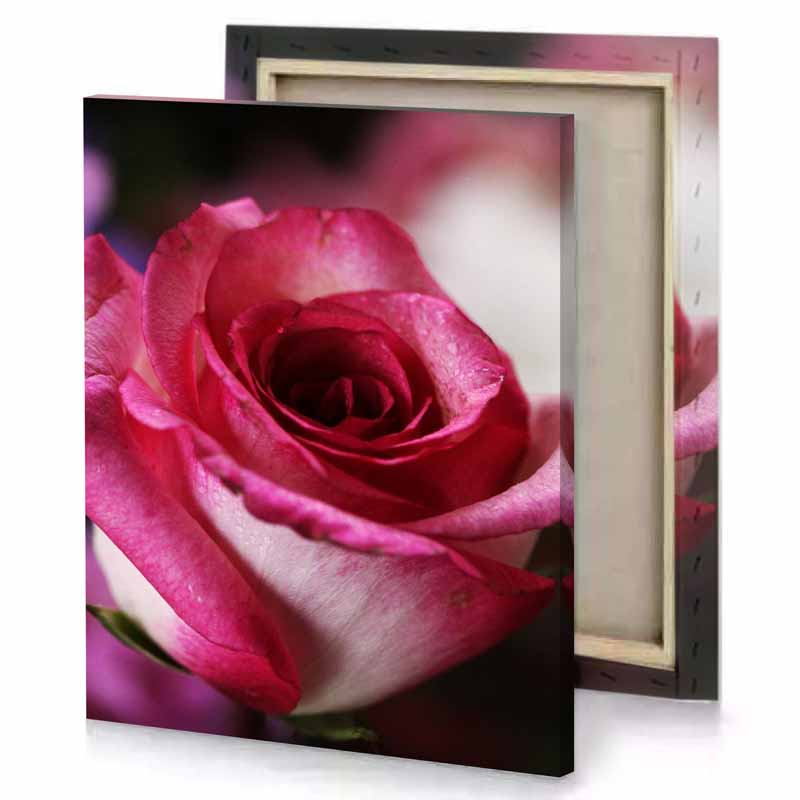a pink rose with white center brown canvas