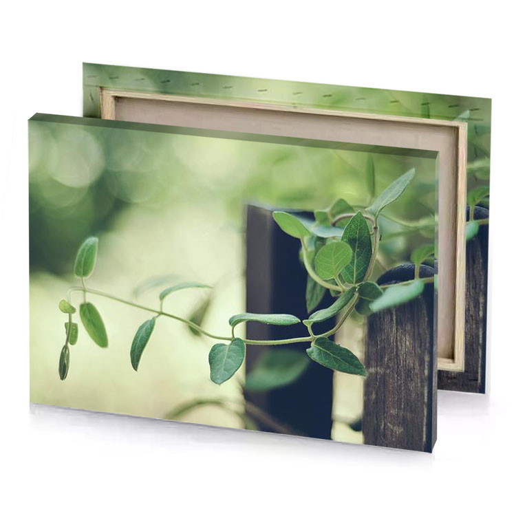 a plant growing on wooden fence pearl canvas