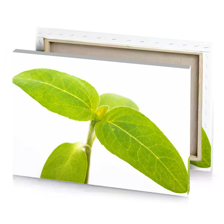 a plant with green leaves on it yellow canvas