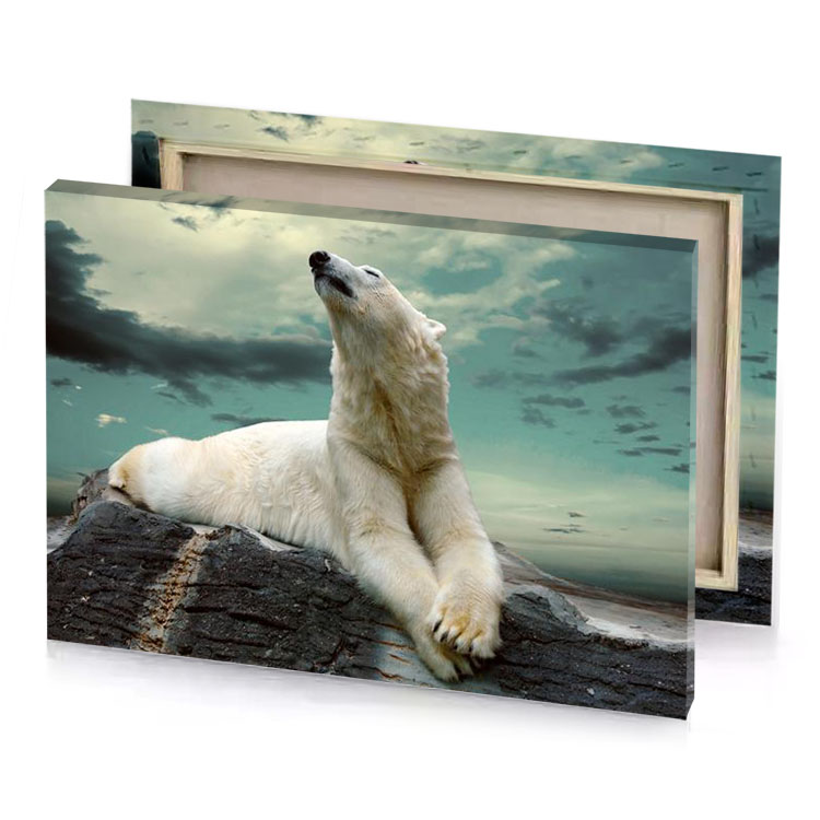 a polar bear sitting on rock looking up dark olive green canvas