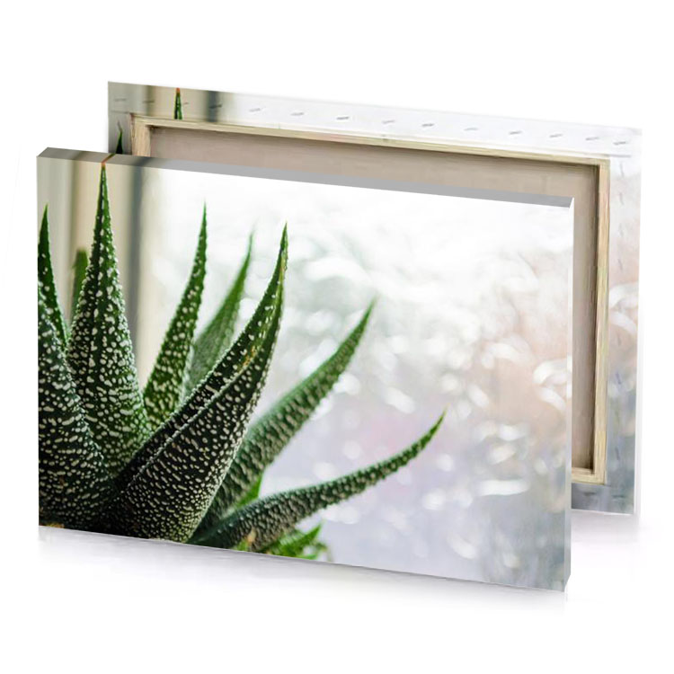 a pot of aloe fern green canvas