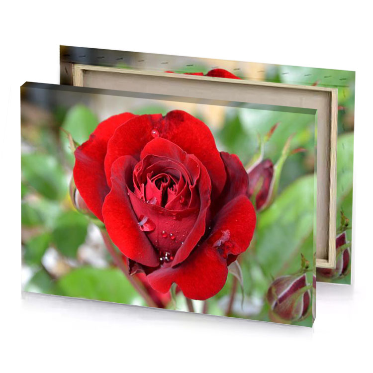 a red rose with water droplets on it firebrick canvas