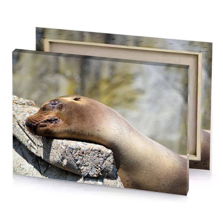 a seal laying on rock camouflage green canvas