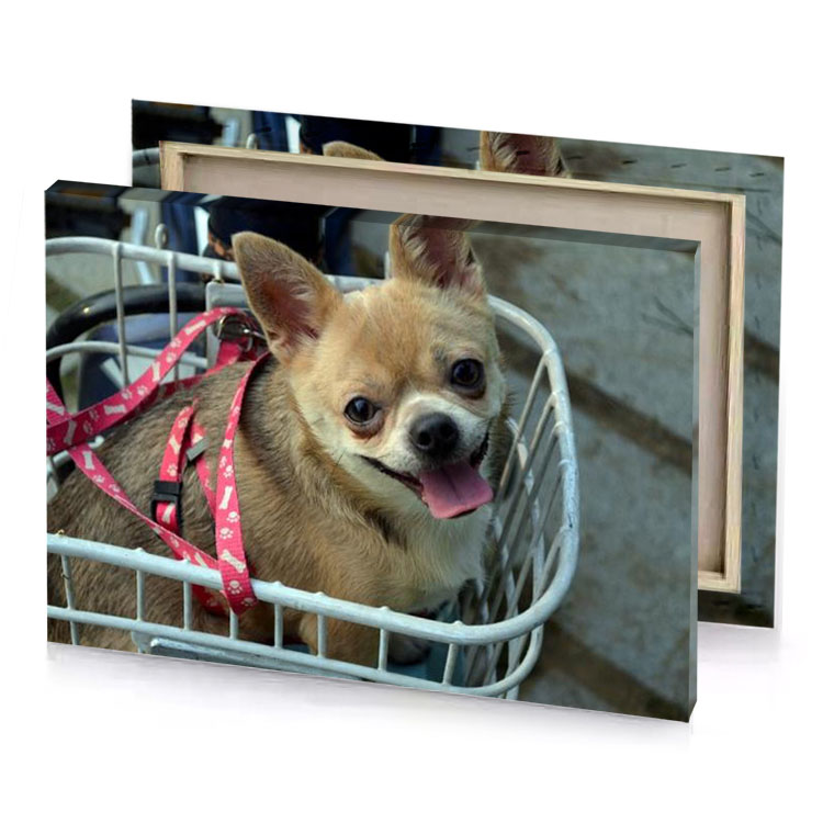 a small dog in basket on bike camouflage green canvas