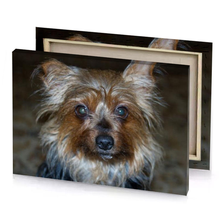 a small dog with long hair sitting on floor garnet canvas