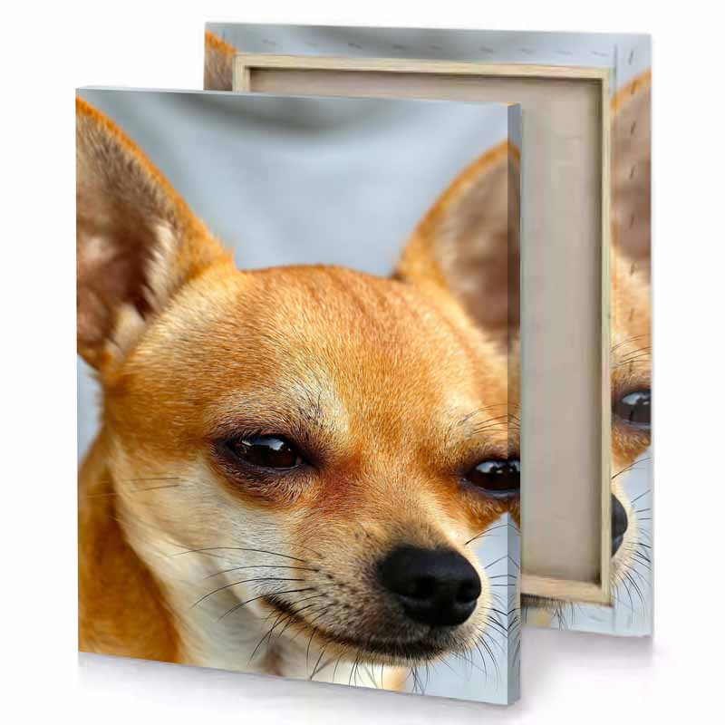 a small dog with white collar and brown eyes sand canvas