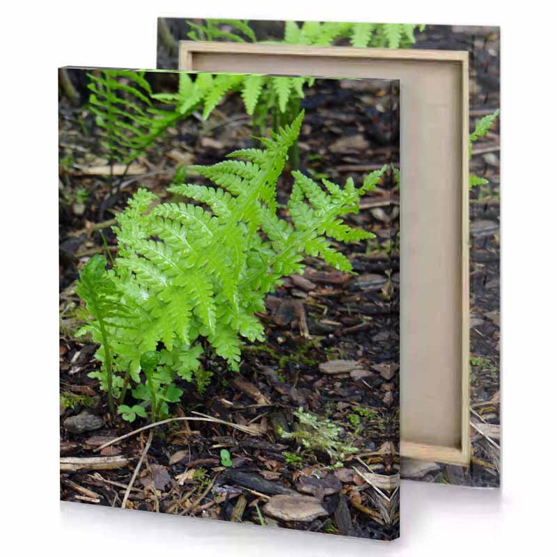 a small green plant growing in the ground olive drab canvas