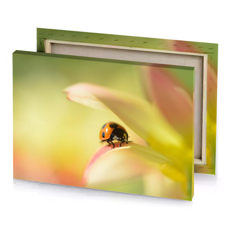 a small insect on flower camouflage green canvas