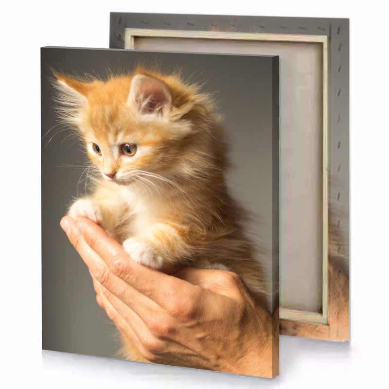 a small kitten is being held in persons hand dark olive green canvas