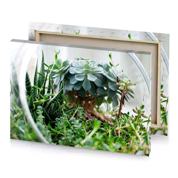 a small plant in glass container platinum canvas