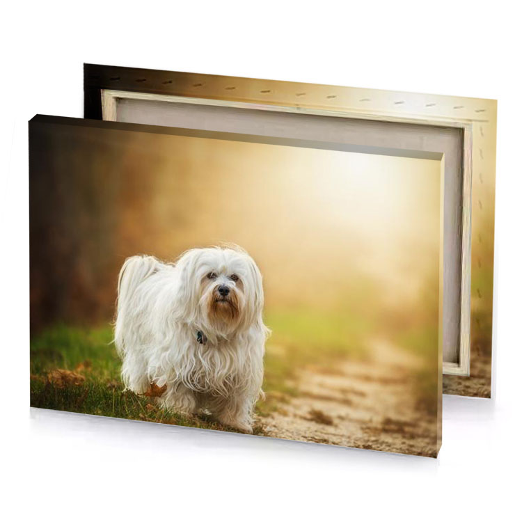 a small white dog standing on dirt road burlywood canvas