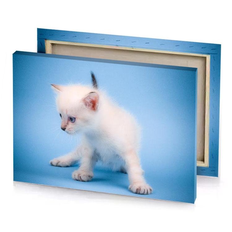 a small white kitten on blue background light steel canvas