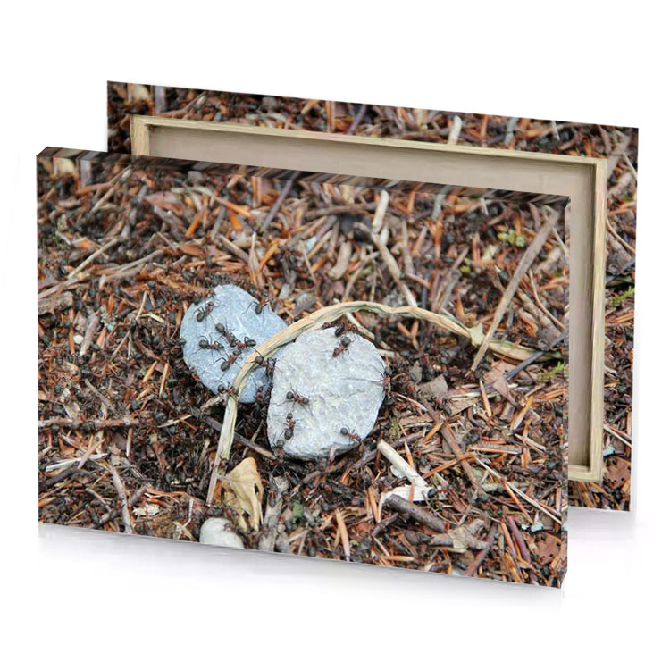a small white rock sitting on the ground silver canvas
