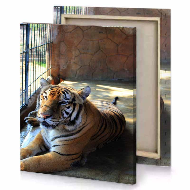 a tiger laying on the ground tan canvas