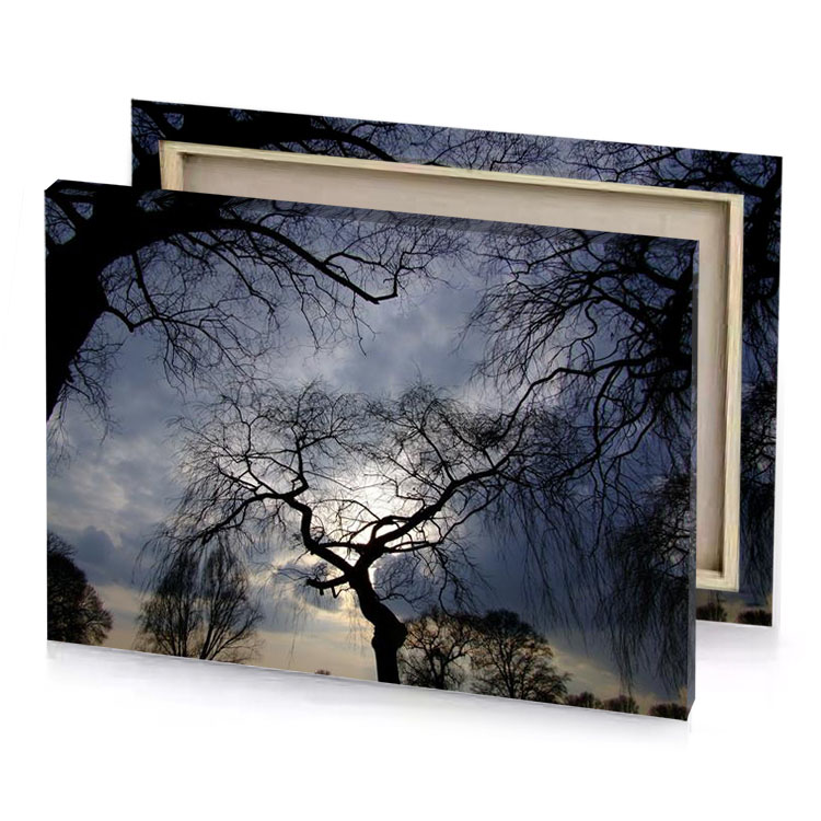 a tree with no leaves manatee canvas