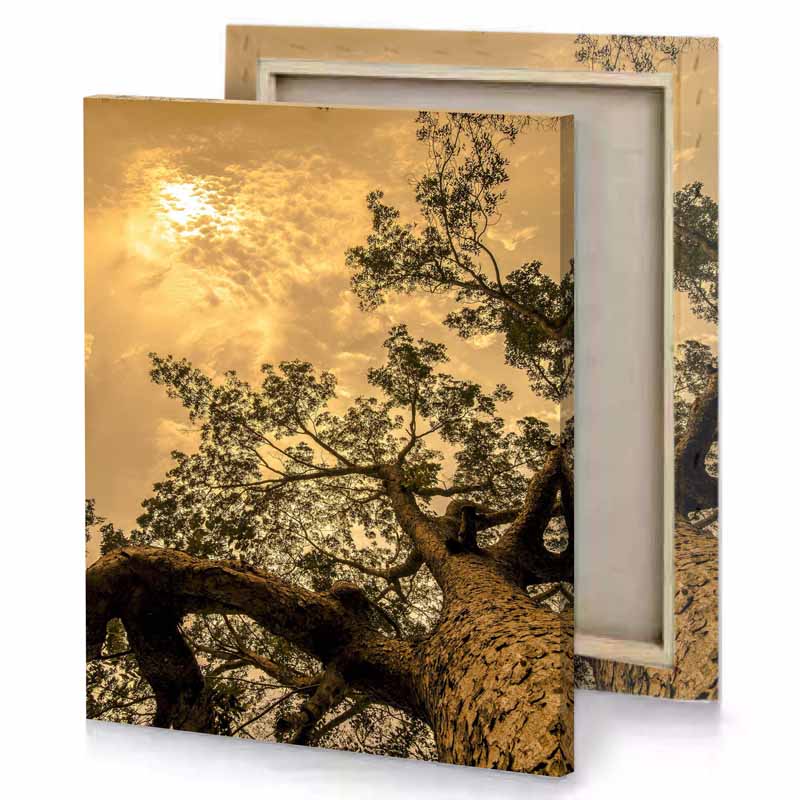 a tree with very big trunk fawn canvas