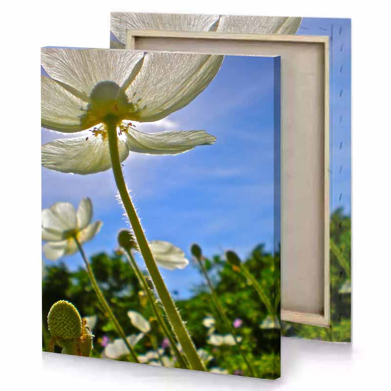 a white flower with blue sky in the background iceberg canvas