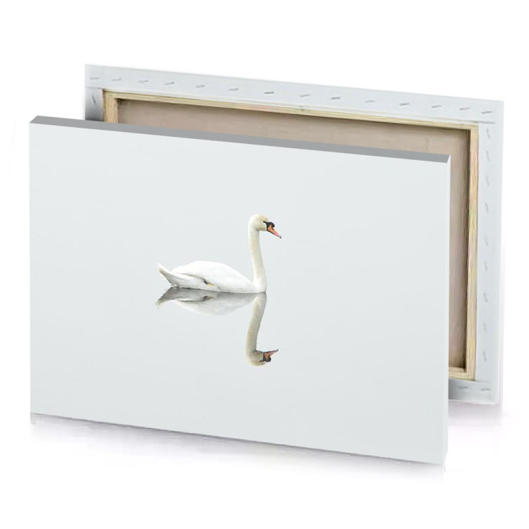 a white swan floating in the water silver canvas