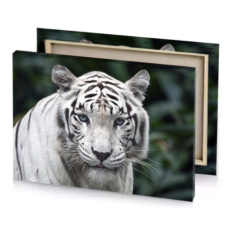 a white tiger with blue eyes platinum canvas