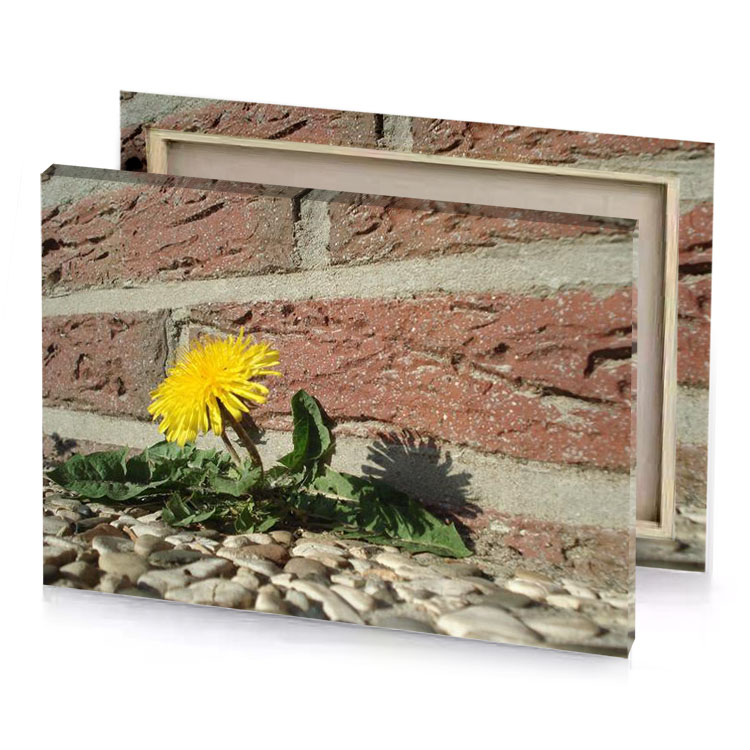 a yellow flower is growing in between brick wall golden poppy canvas