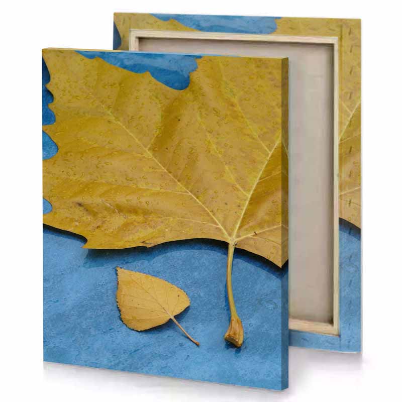 a yellow leaf laying on blue surface peru canvas