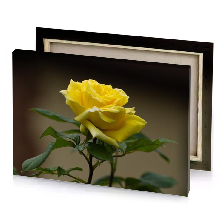 a yellow rose in pot olive drab canvas