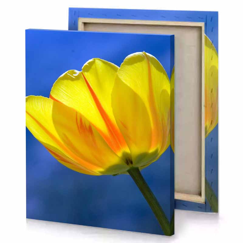 a yellow tulipa flower with blue sky background canary canvas
