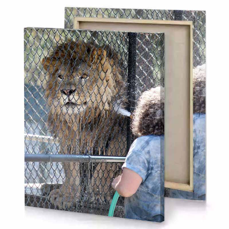 a young boy looking at lion through fence camouflage green canvas