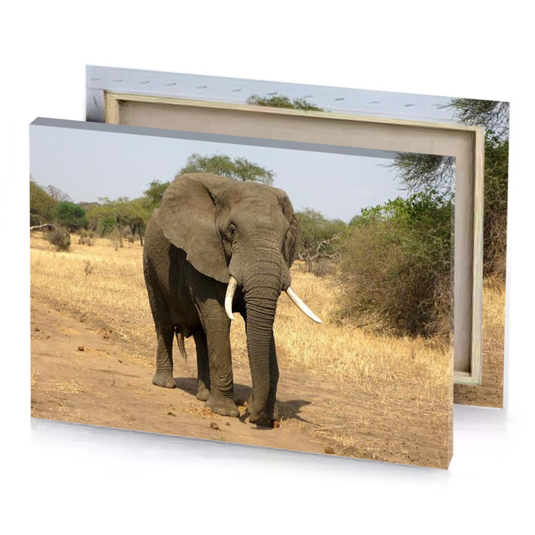an elephant walking on a dirt road in the wild dark olive green canvas