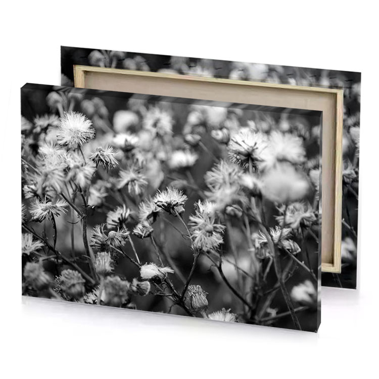 black and white photograph of flowers dim gray canvas