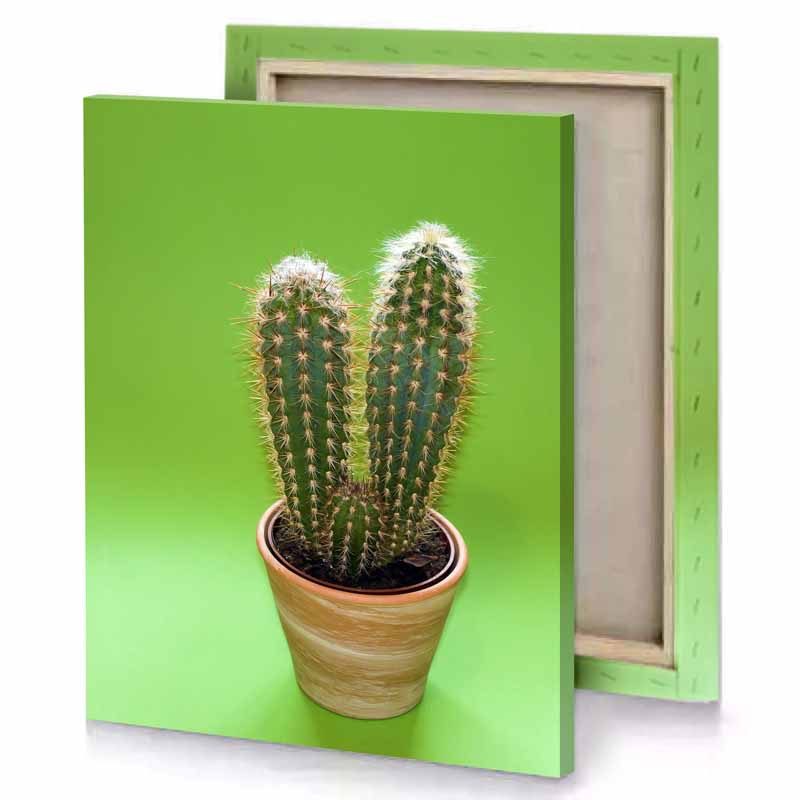 cactus in a pot on green background dark olive canvas
