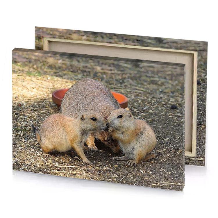 groundhogs eating food rosy brown canvas