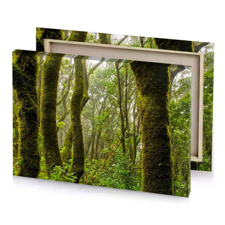 moss covered trees in the rainforest olive drab canvas