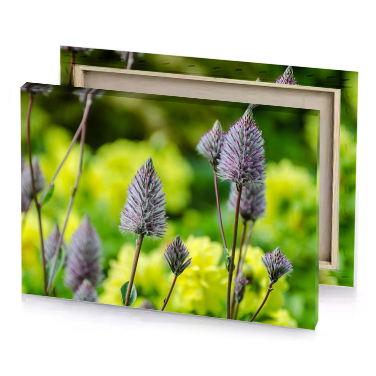 purple flowers in the garden yellow green canvas