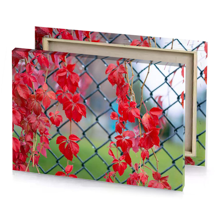 red leaves on a chain link fence spanish canvas