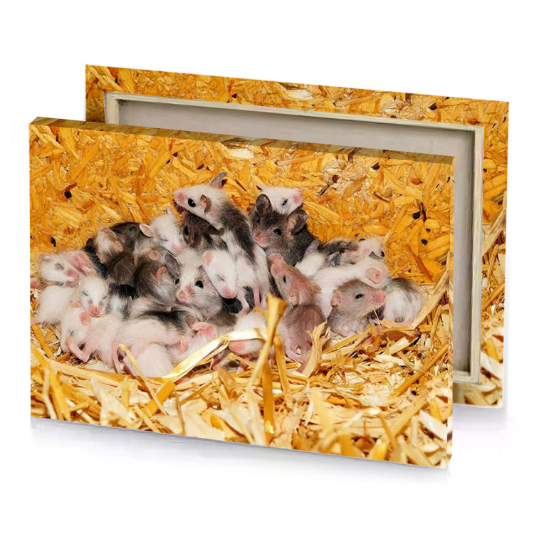 three small hamies in a pile of wood chips silver canvas