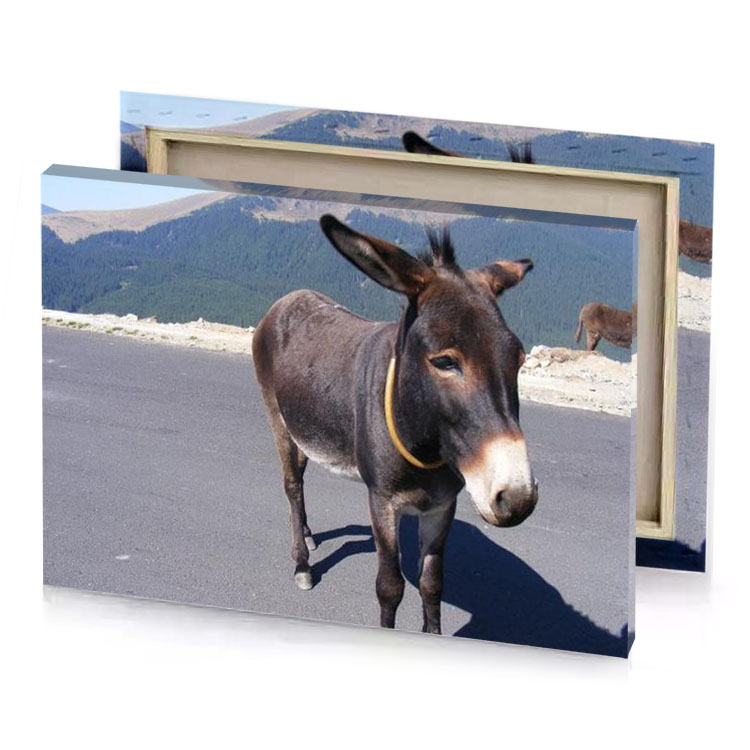 two donkeys standing on the side of a road gray canvas