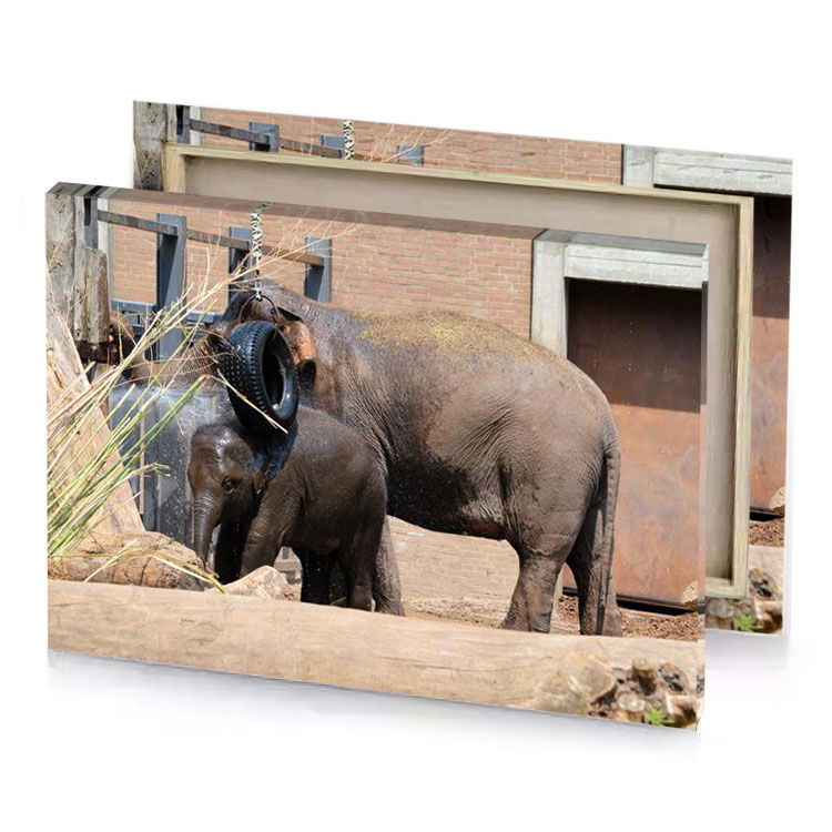 two elephants in a zoo smoky black canvas