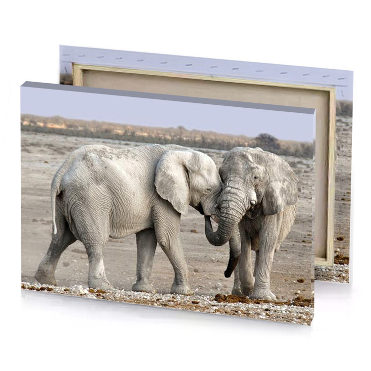 two elephants standing in a dry area with blue sky eggshell canvas