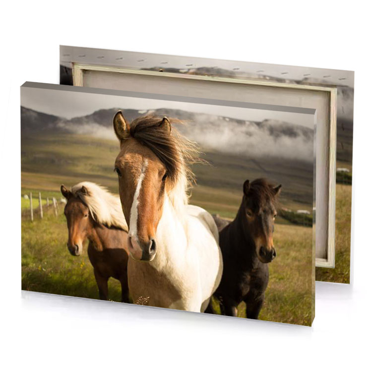 two horses standing in a field with mountains the background blanched almond canvas