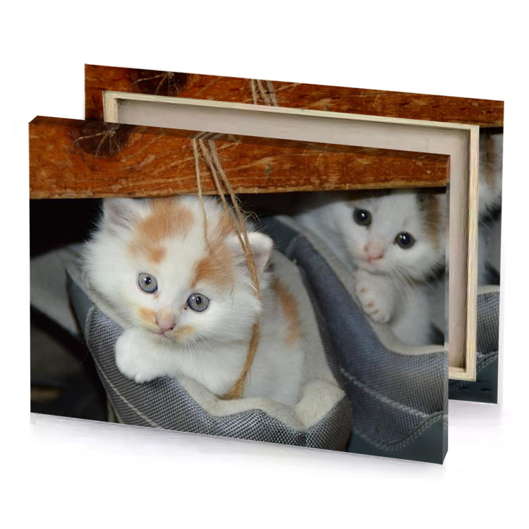 two kittens are sitting under a table rosy brown canvas