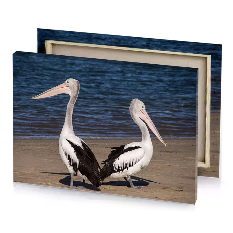two pekins standing on the beach charcoal canvas