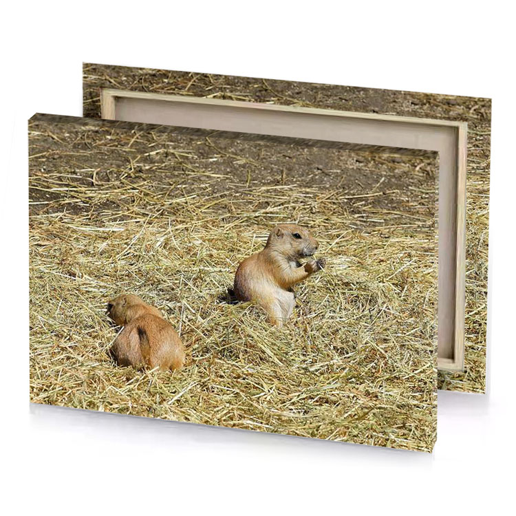 two prairie dogs sitting in a field of straw dark khaki canvas