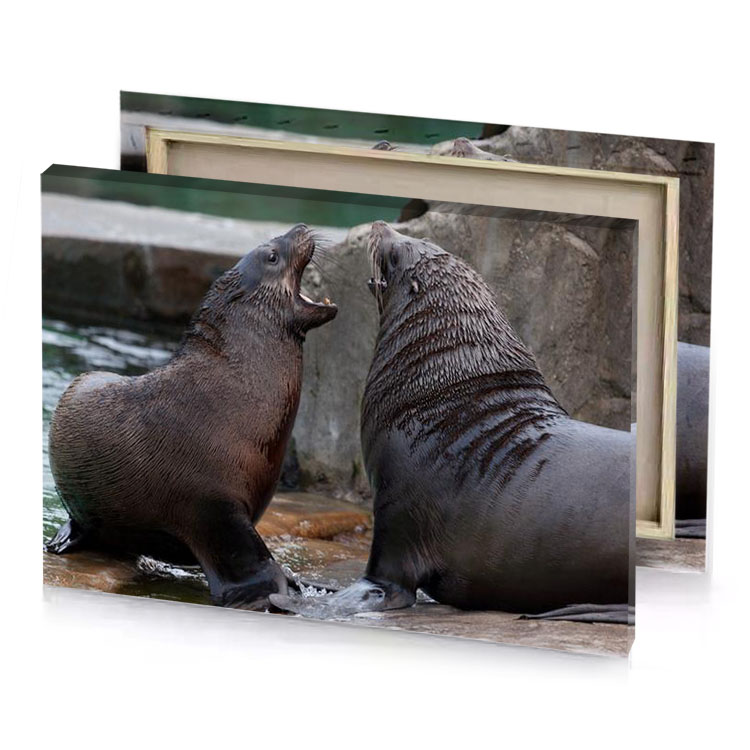 two seals playing in the water charcoal canvas