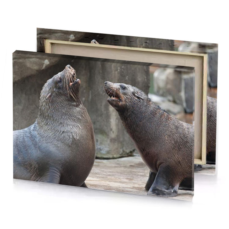 two seals sitting on a rock manatee canvas