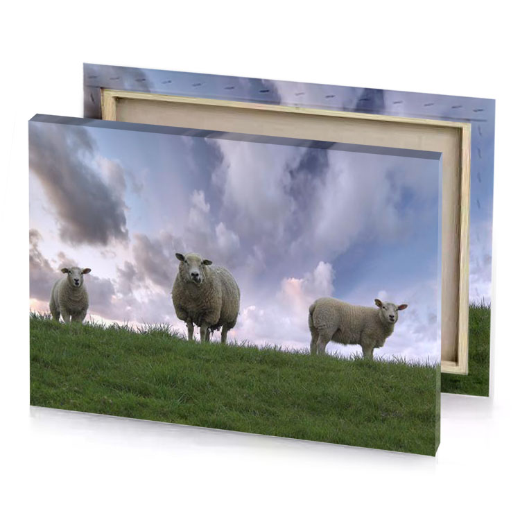 two sheep standing on a grassy hill manatee canvas